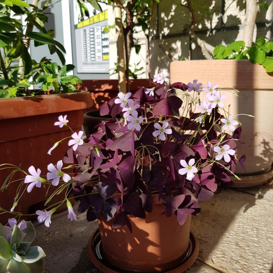 Villa Pedja Zec Exclusive 3+ 布德瓦 外观 照片