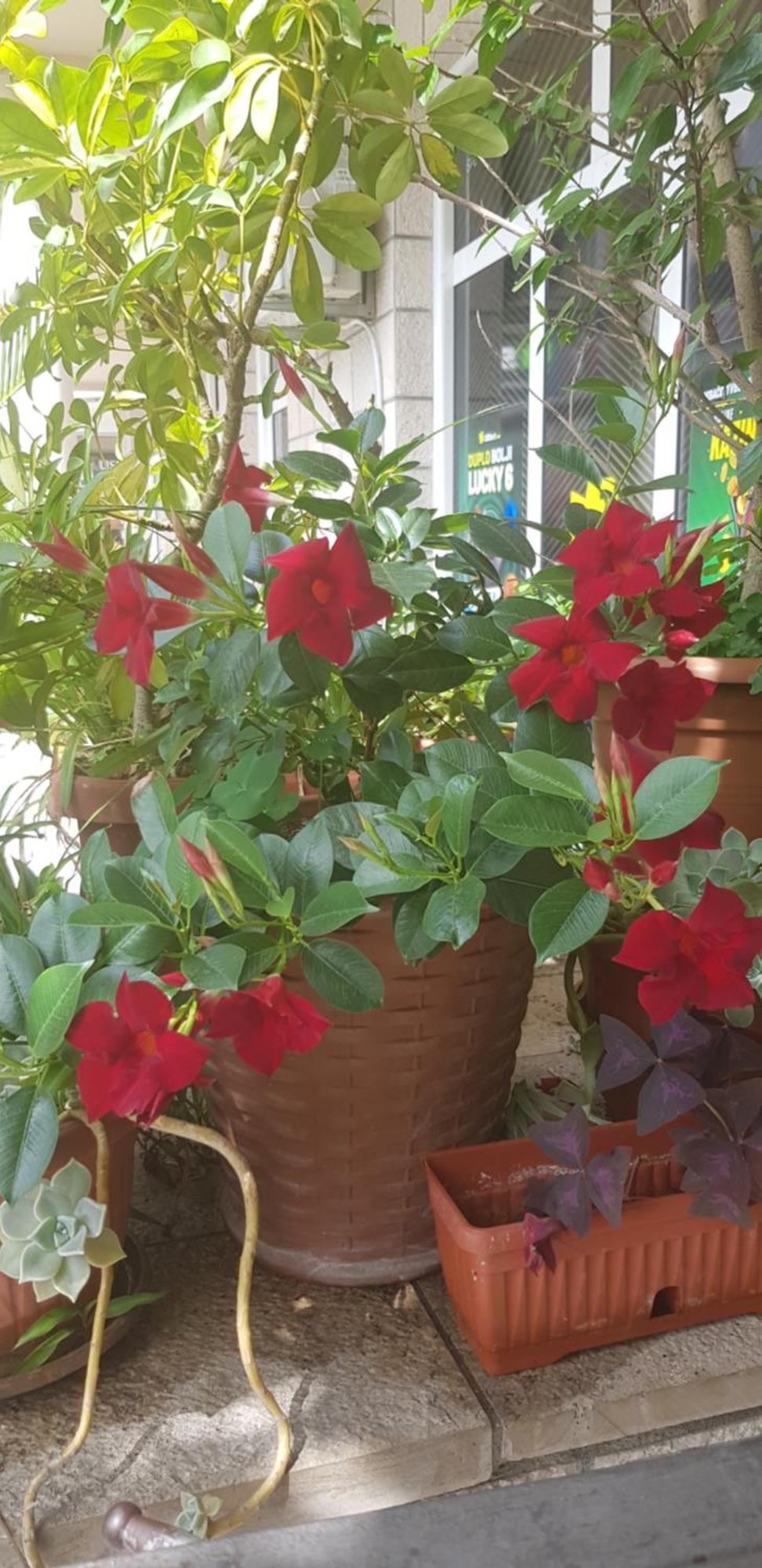 Villa Pedja Zec Exclusive 3+ 布德瓦 外观 照片